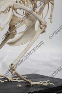 Photo Textures of Hen Skeleton